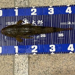 マゴチ