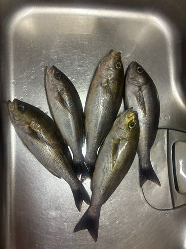 イサキの釣果