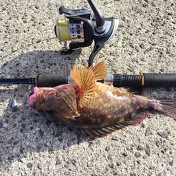 カサゴ