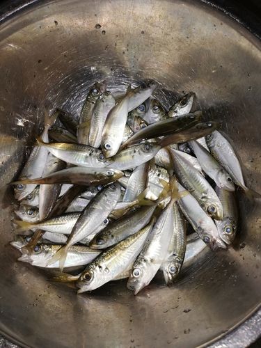 アジの釣果