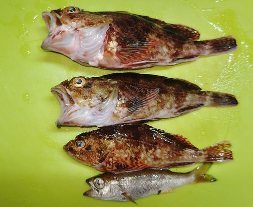 カサゴの釣果