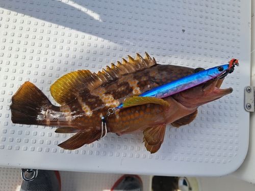 アコウの釣果