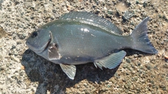 オナガグレの釣果