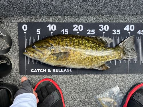 スモールマウスバスの釣果