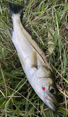 セイゴ（マルスズキ）の釣果