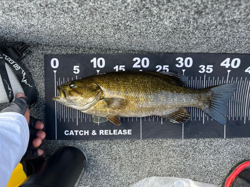 スモールマウスバスの釣果