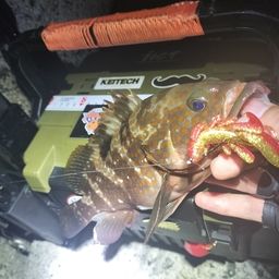 アコウ