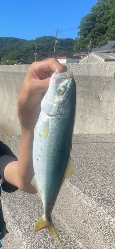 ヤズの釣果