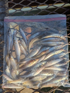 シロギスの釣果
