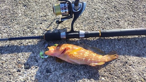 キジハタの釣果