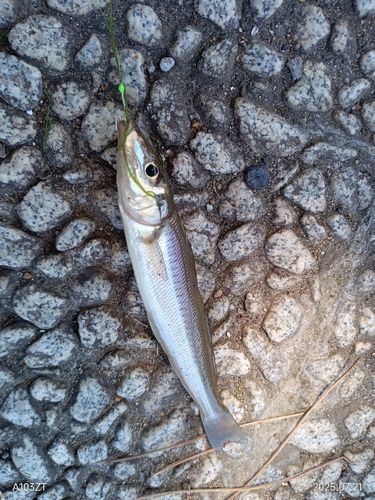 キスの釣果