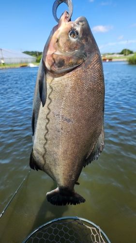 コロソマの釣果