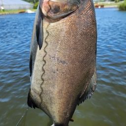 コロソマ