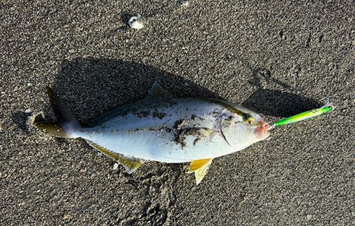 ショゴの釣果