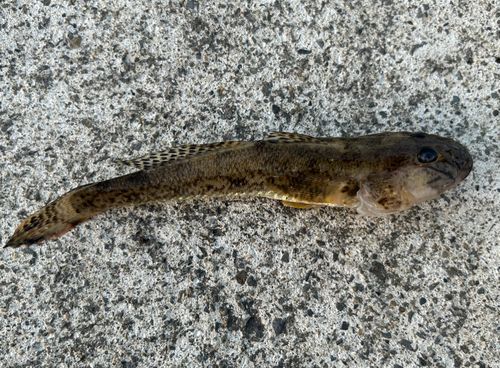ハゼの釣果