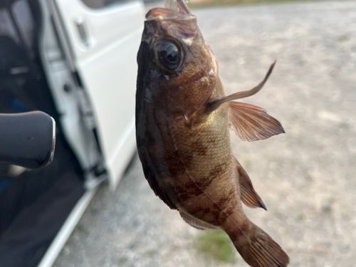 メバルの釣果