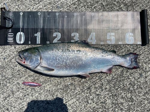 ギンザケの釣果