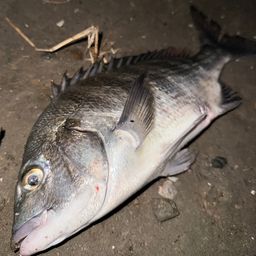 クロダイ