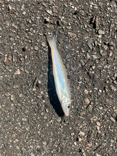 シロギスの釣果