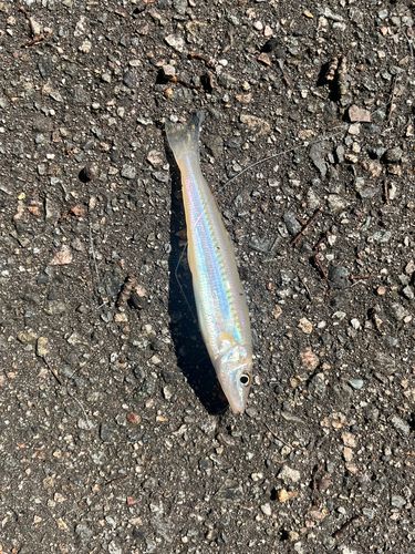 シロギスの釣果