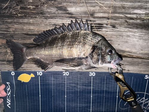チヌの釣果