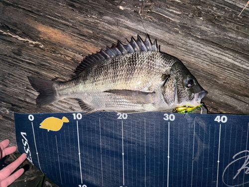 チヌの釣果
