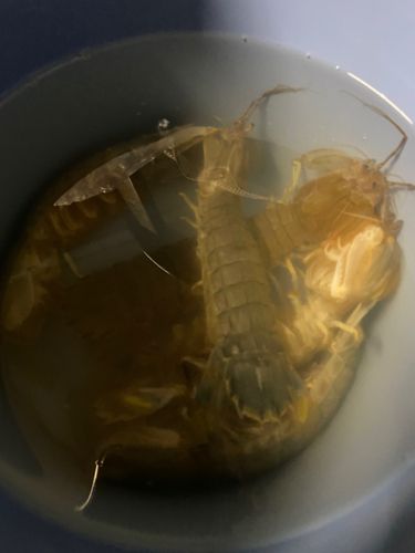 シャコの釣果