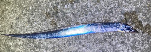 タチウオの釣果