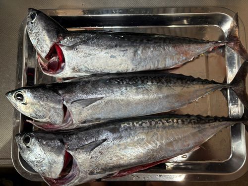 ソウダガツオの釣果