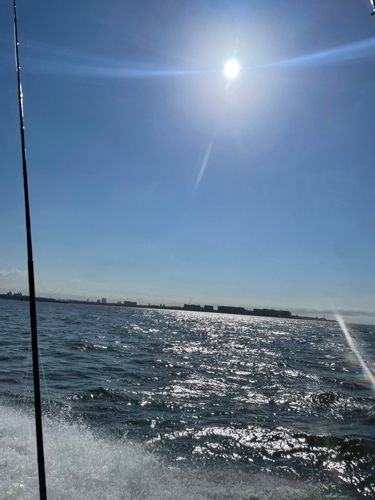 シロギスの釣果