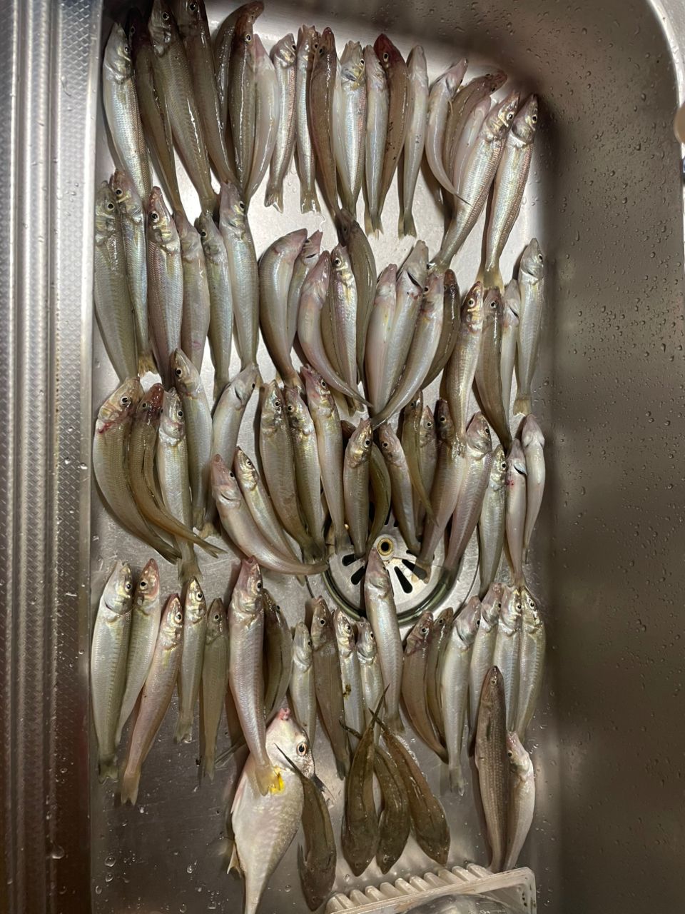 マイペースなアングラーさんの釣果 2枚目の画像