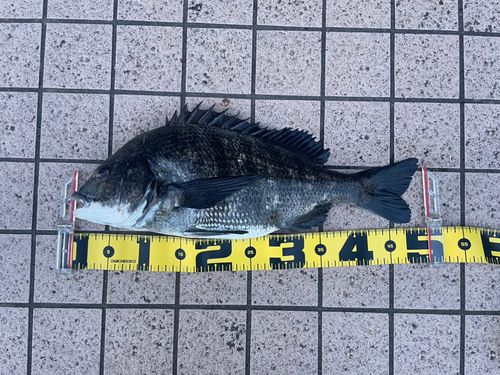 クロダイの釣果