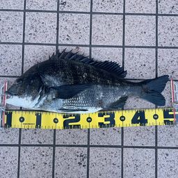 クロダイ