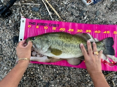 ラージマウスバスの釣果