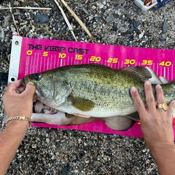 ラージマウスバス