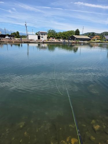 レインボートラウトの釣果