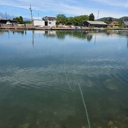 レインボートラウト