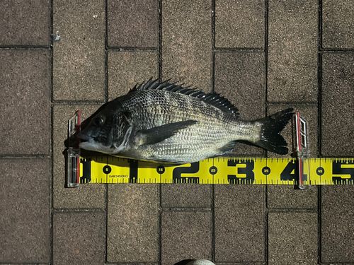 クロダイの釣果