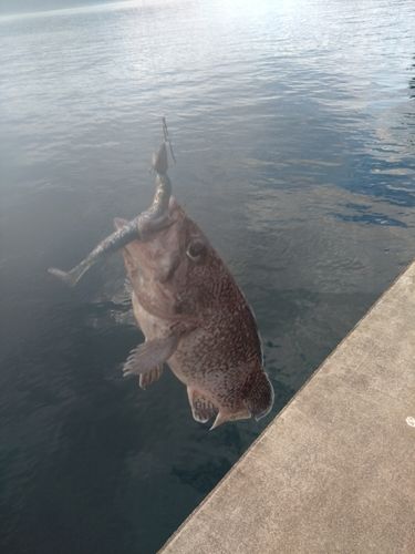 マゾイの釣果