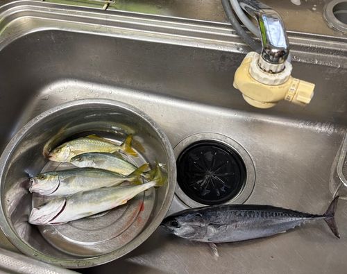 ソウダガツオの釣果