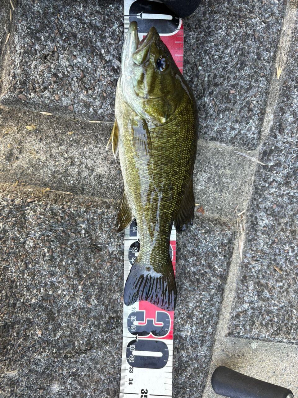 スモールマウスバス