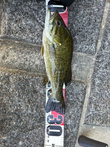 スモールマウスバスの釣果