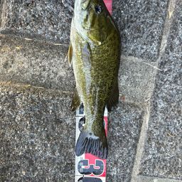 スモールマウスバス