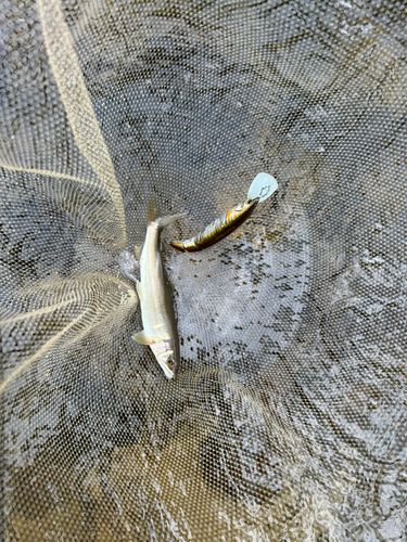 アユの釣果