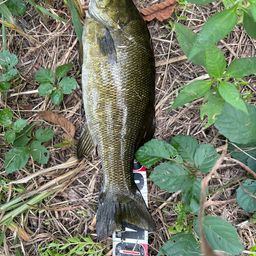 スモールマウスバス