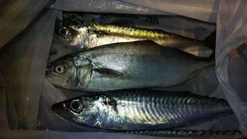 ワカシの釣果