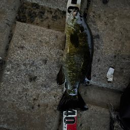 スモールマウスバス