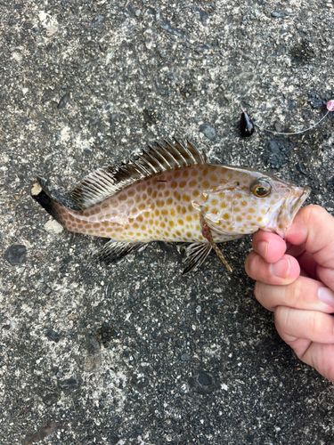 オオモンハタの釣果