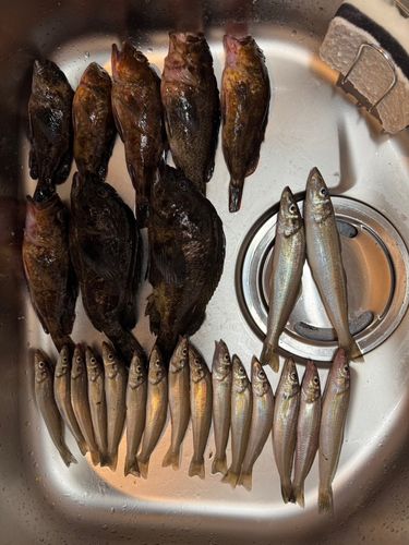 キスの釣果