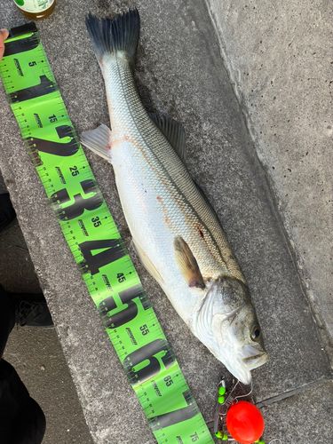 シーバスの釣果